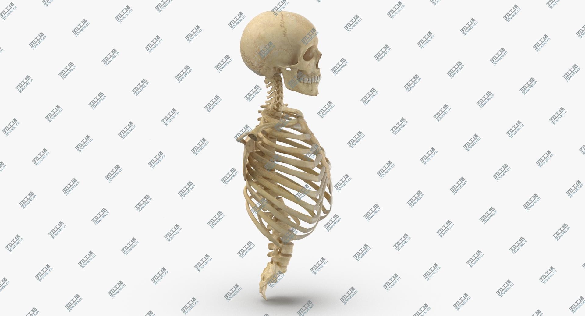 images/goods_img/202104021/3D Real Human Rib Cage Spine Male Skull Calvicle and Scapula Bones Anatomy 01 model/3.jpg